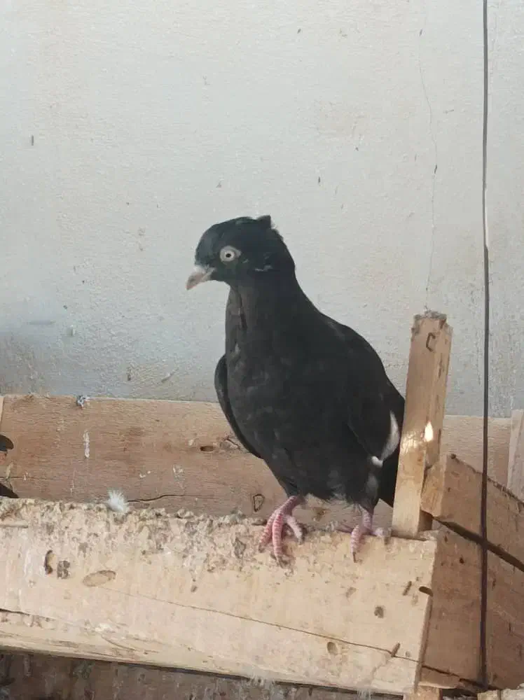 تعدادی کبوتر فروشی|پرنده|بندر گناوه, |دیوار