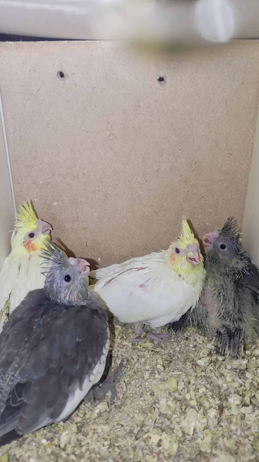 چهارتا جوجه عروس هلندی|پرنده|شیراز, شهرک گلدشت حافظ‎|دیوار