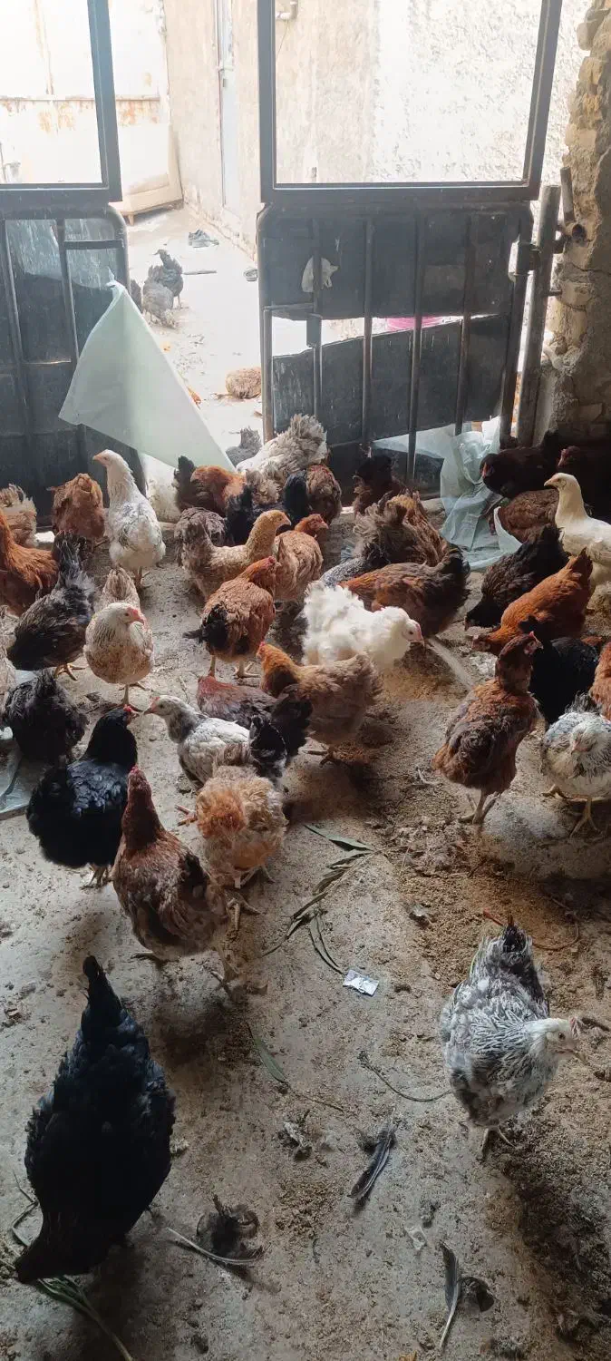 مرغ تخم گذار رسمی گل پایگان|حیوانات مزرعه|قلعه نو, |دیوار