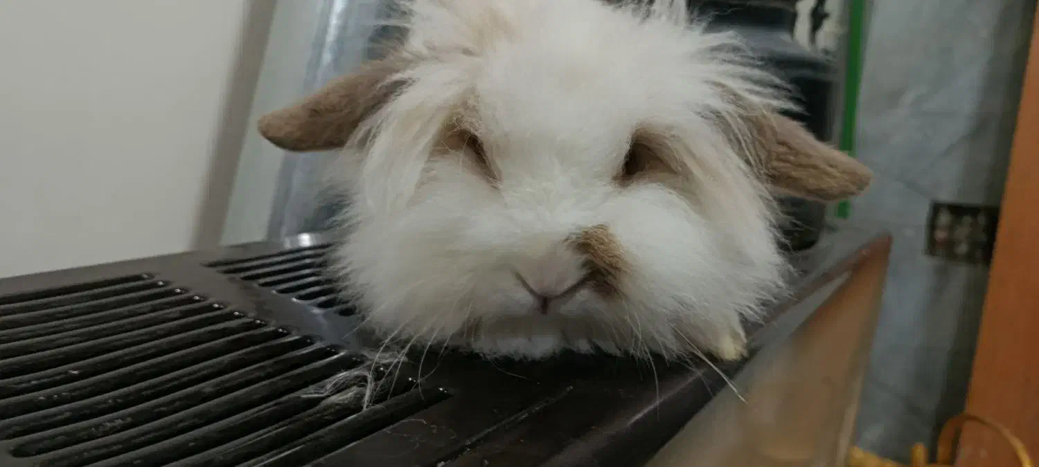 خرگوش لوپ|موش و خرگوش|اردبیل, |دیوار