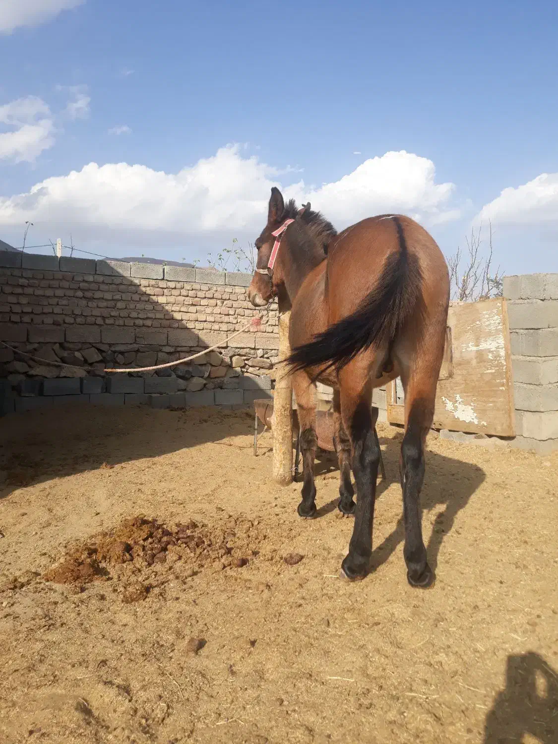 قاطر|اسب و تجهیزات اسب‌سواری|بسطام, |دیوار