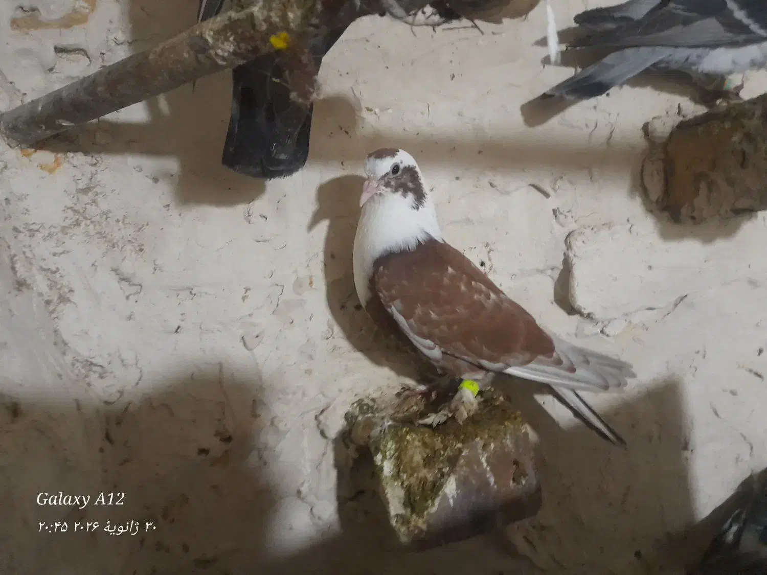 کفتر|حیوانات|تربت‌حیدریه, بازار|دیوار