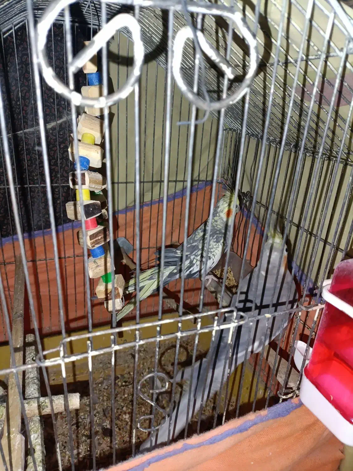 عروس هلندی‌سخنگو|پرنده|قم, شهر قائم|دیوار