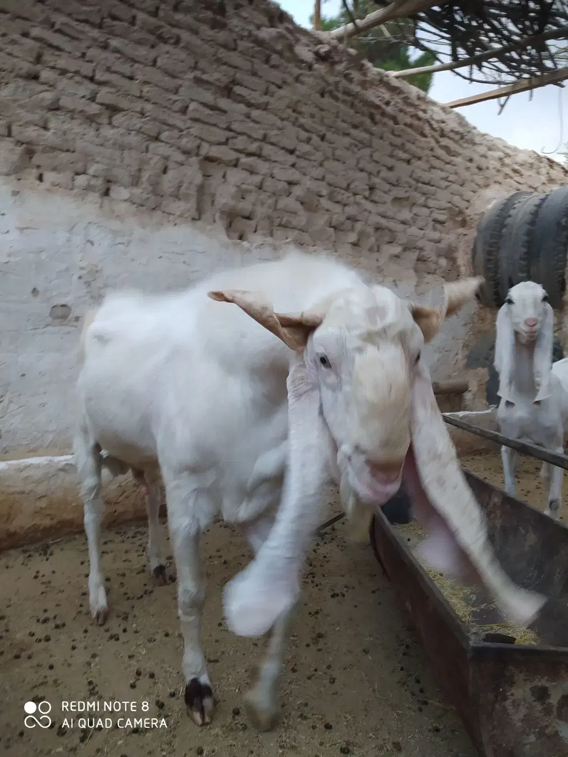 تکه کل نژاد گلابی|حیوانات مزرعه|شریفآباد, |دیوار