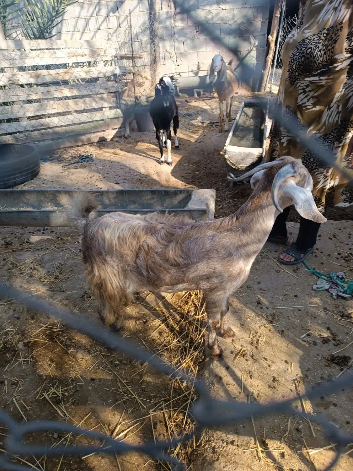 بز آبستن و کهره نر|حیوانات مزرعه|اهرم, |دیوار