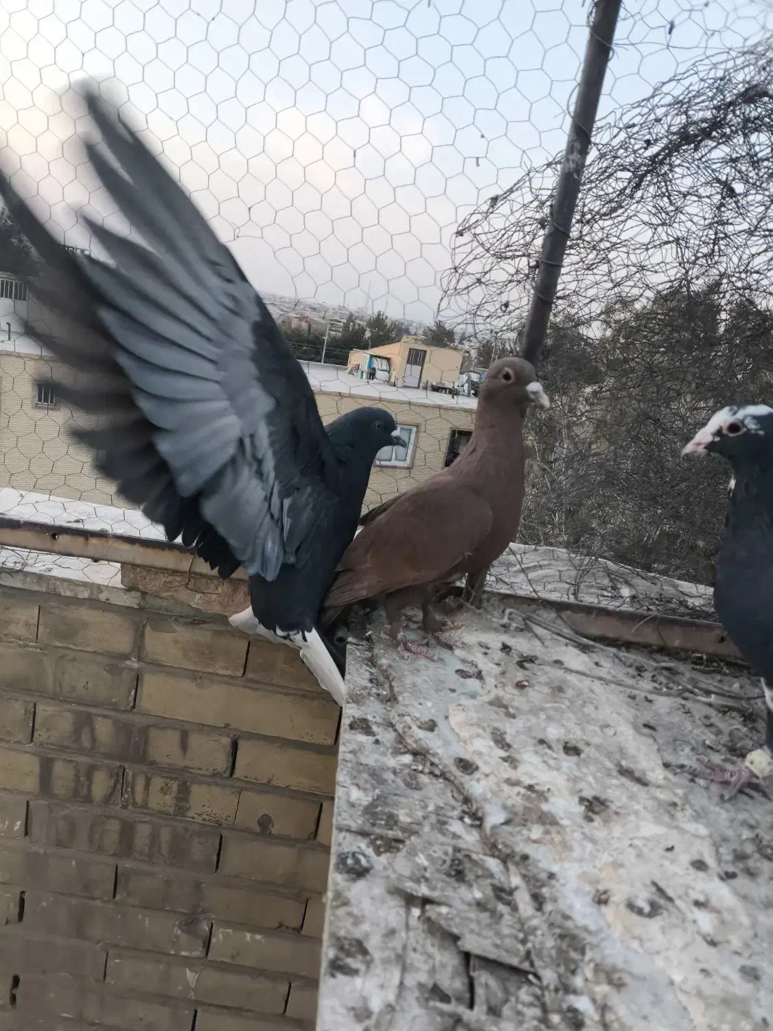 مایه گلی دمسفید عتیقه|پرنده|کرمان, |دیوار