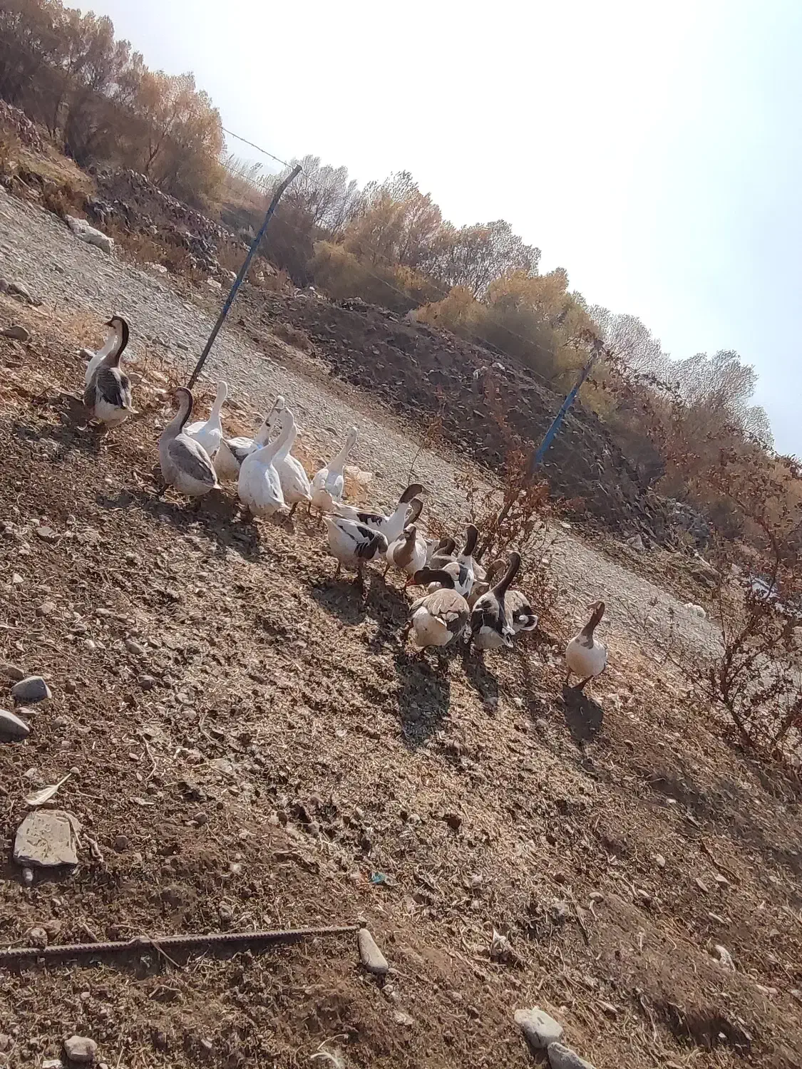 فروش غاز|حیوانات مزرعه|پیرانشهر, |دیوار