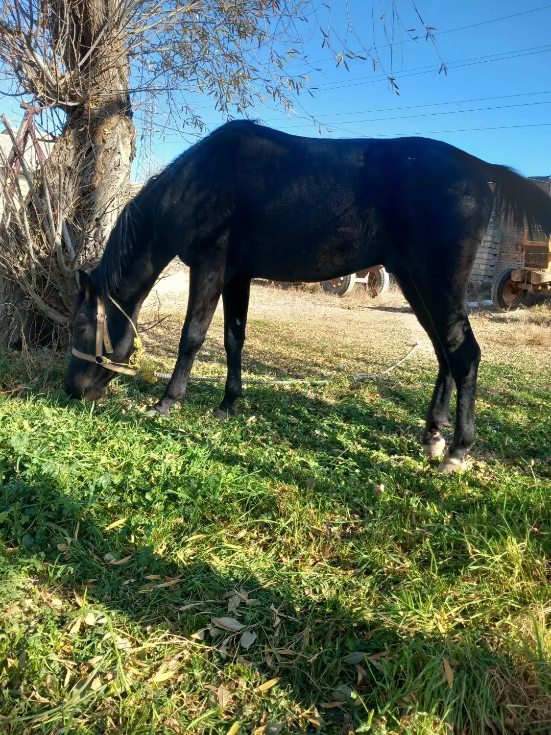 فروش کره اسب نریان|اسب و تجهیزات اسبسواری|اردبیل, |دیوار