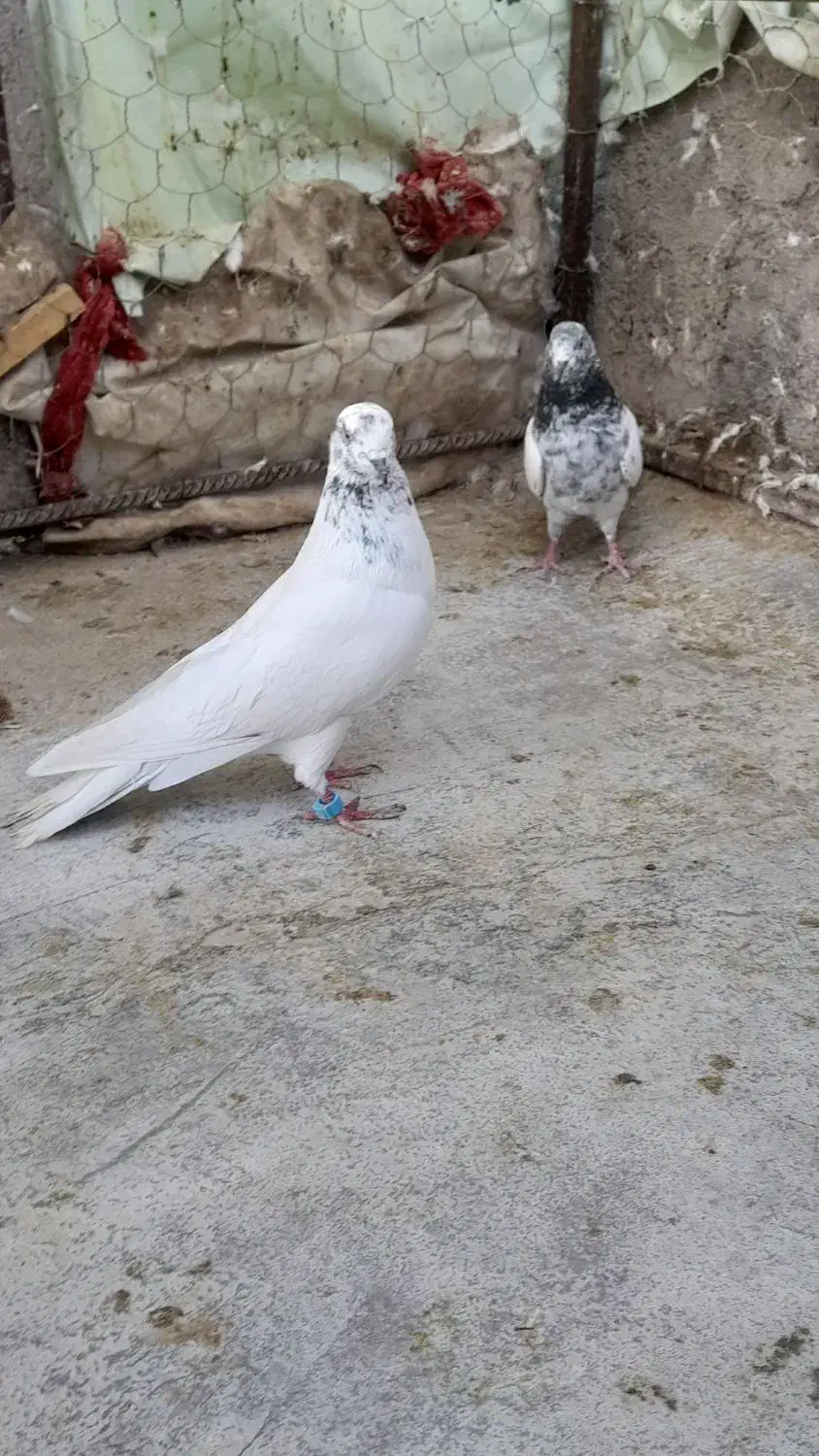 کبوتر|پرنده|اشکذر, |دیوار