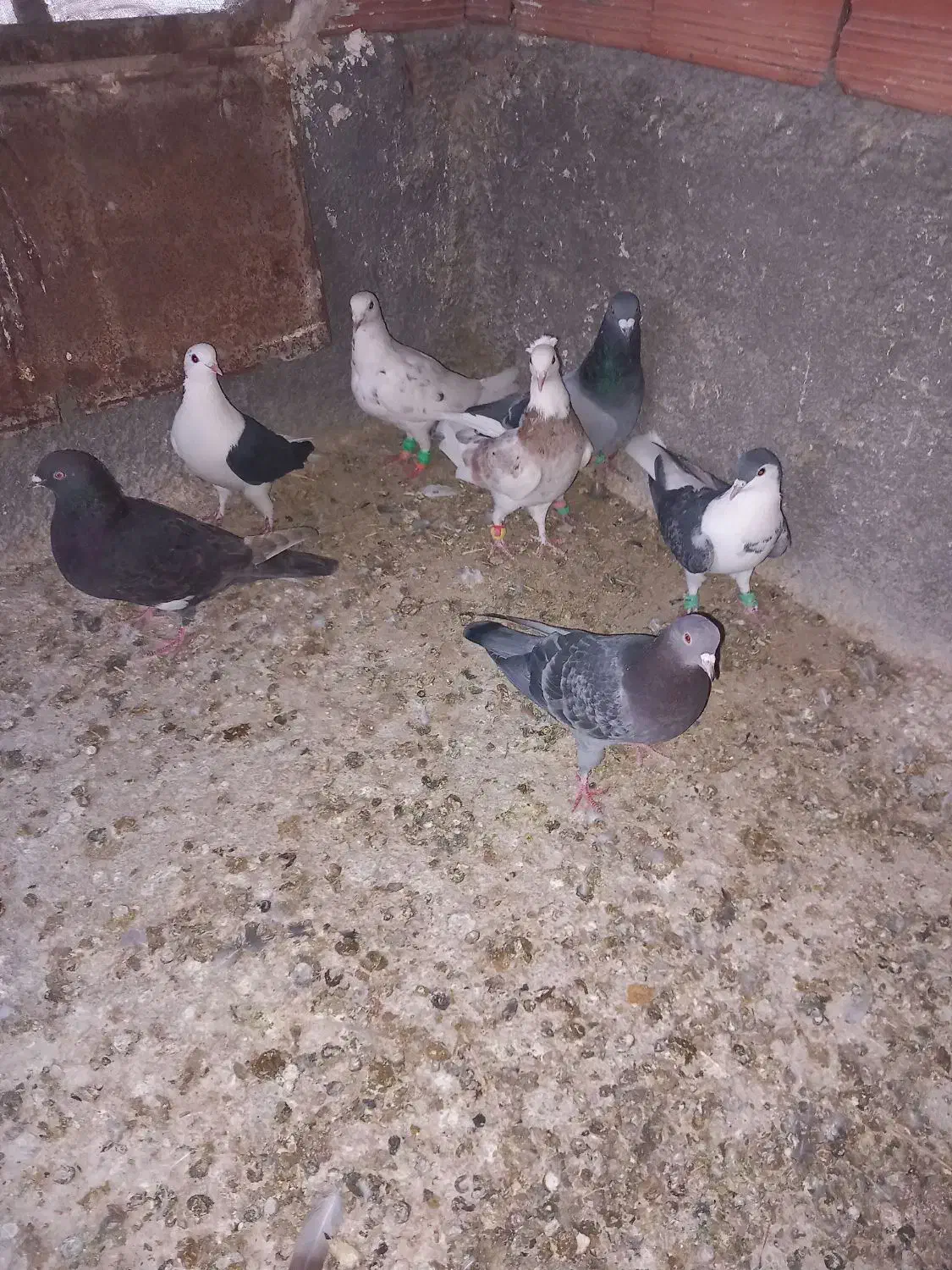 کفتر کبوتر|پرنده|شیروان (خراسان), |دیوار