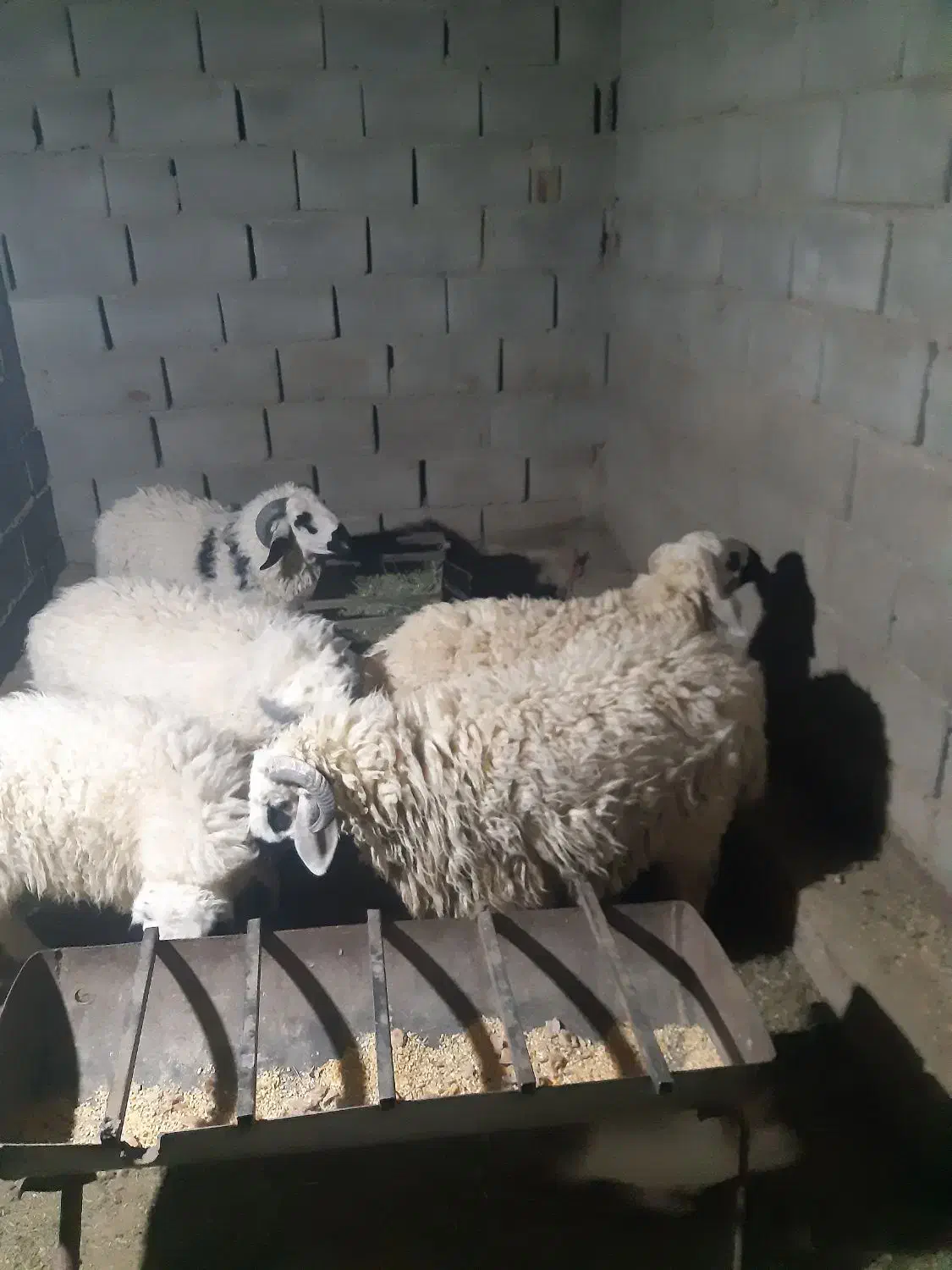 بره ی محلی چاق زیر قیمت بازار|حیوانات مزرعه|سراوان, |دیوار