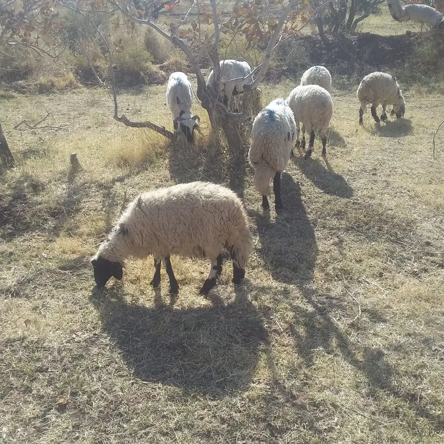 بره|حیوانات مزرعه|رفسنجان, |دیوار