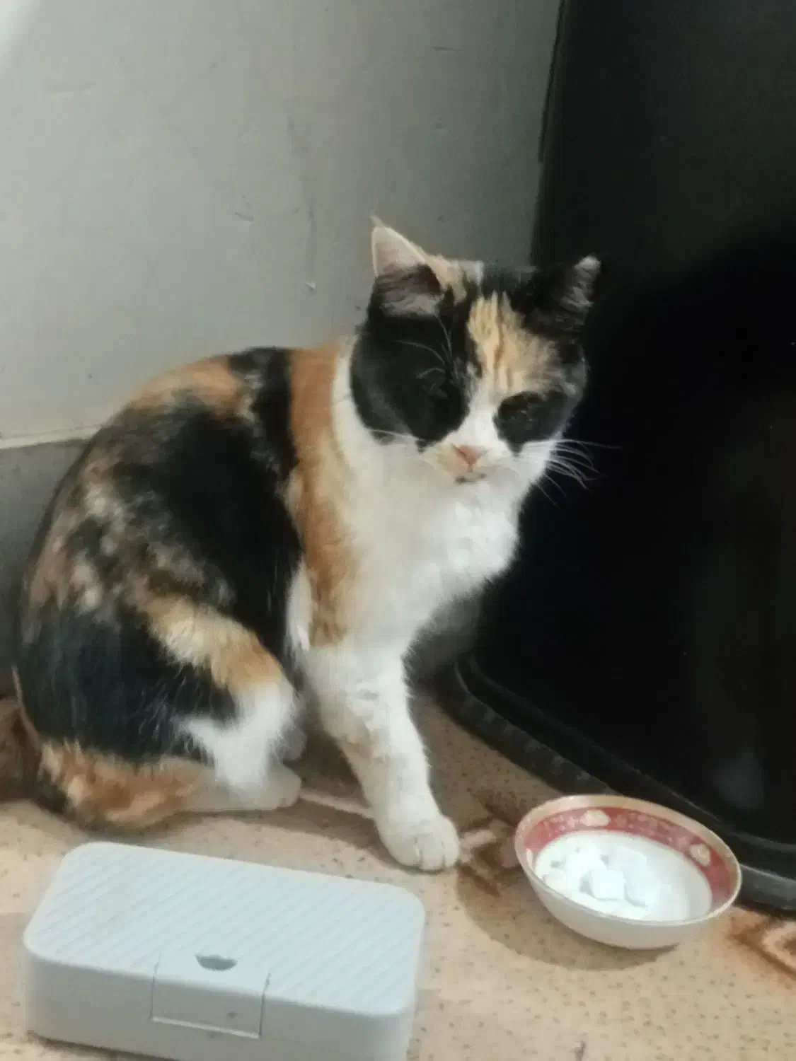 گربه خانگی|گربه|بیرجند, |دیوار