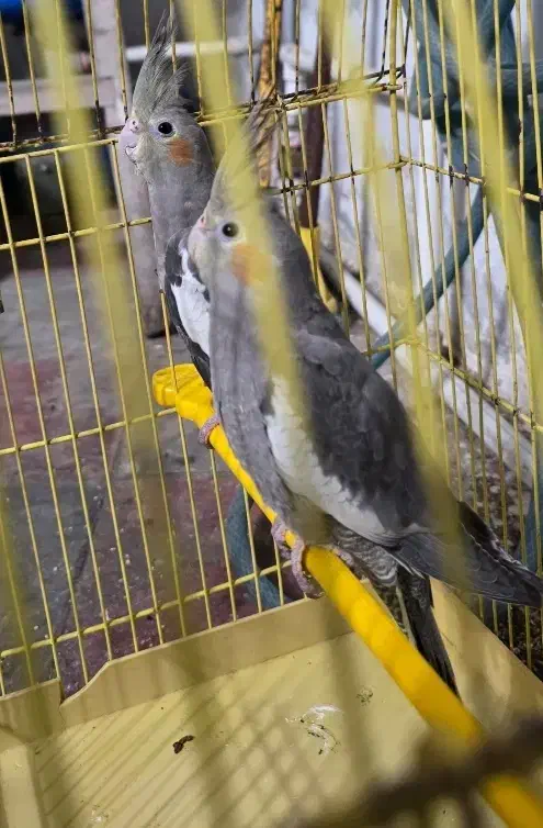 عروس هلندی دوعددباهم|پرنده|رشت, منظریه|دیوار