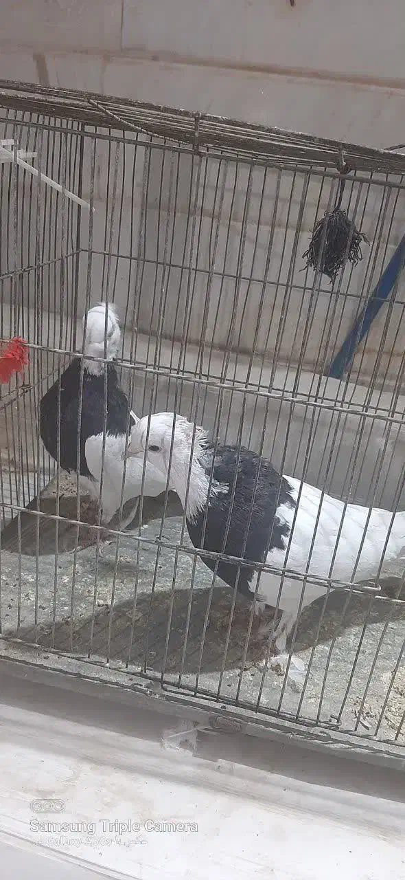 طوقی|پرنده|قنوات, |دیوار