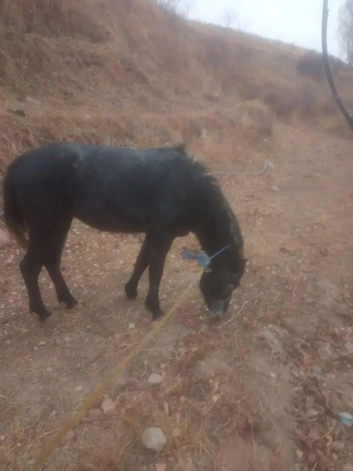 اسب جوان ۴ ساله مادیان تندرو به شرط|اسب و تجهیزات اسبسواری|تبریز, |دیوار