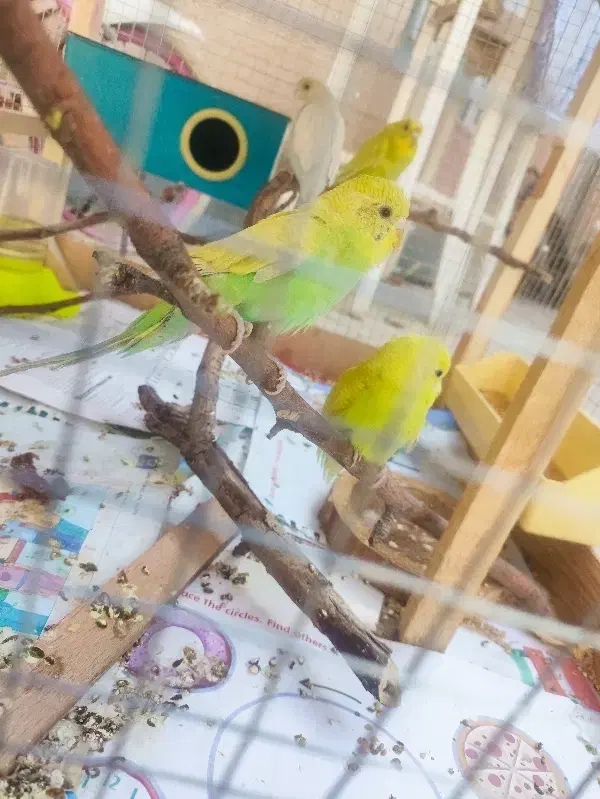 مرغ عشق جوان|پرنده|طرقبه, |دیوار