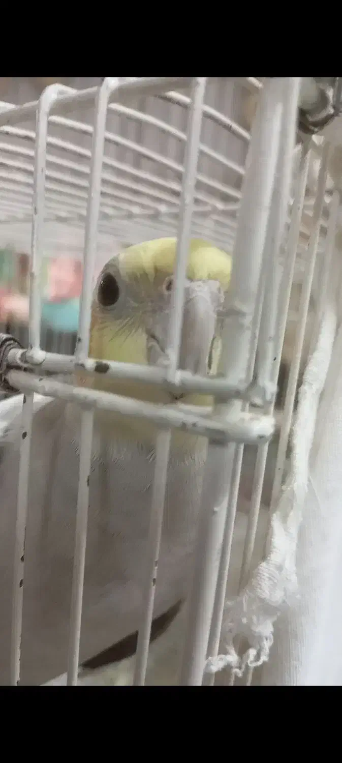 عروس هلندی گم شده|حیوانات|قوچان, |دیوار