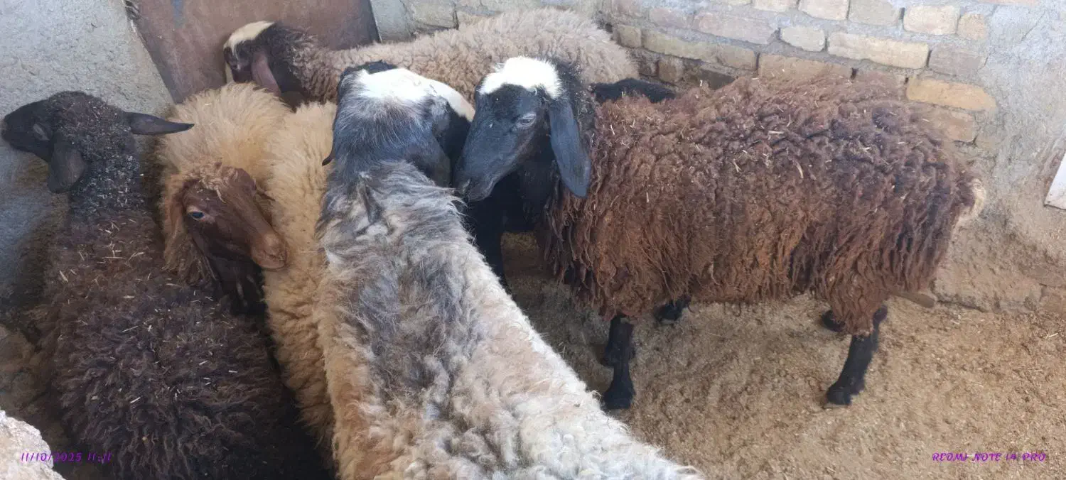 شبانه روزی|حیوانات مزرعه|تهران, فردوس|دیوار