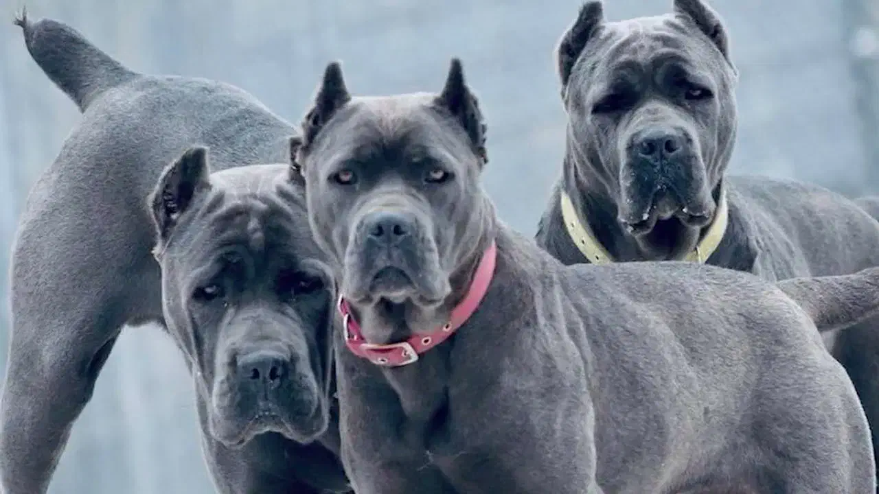 کن کورسو|سگ|تهران, قلهک|دیوار