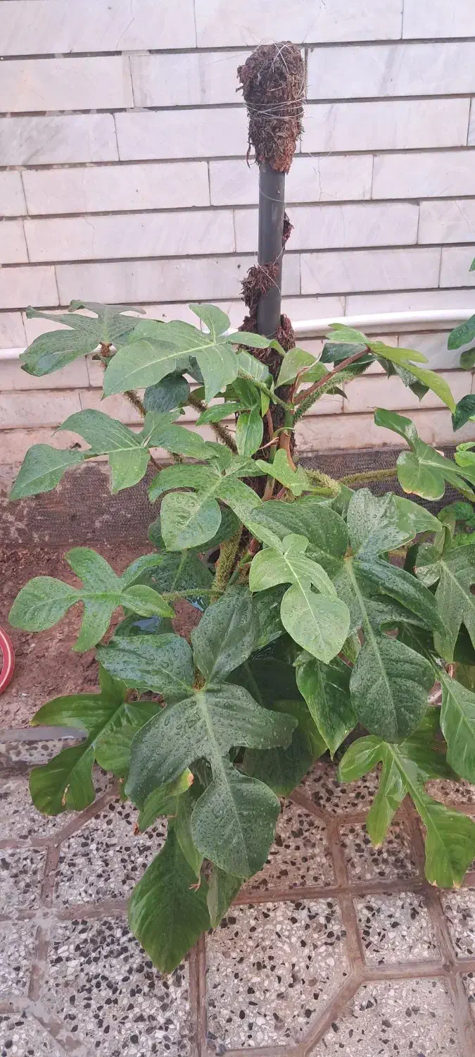 کردلین مخملی|گل و گیاه طبیعی|اصفهان, لیمجیر|دیوار