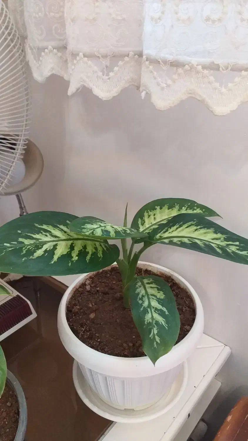 گل طبیعی|گل و گیاه طبیعی|سهند, |دیوار