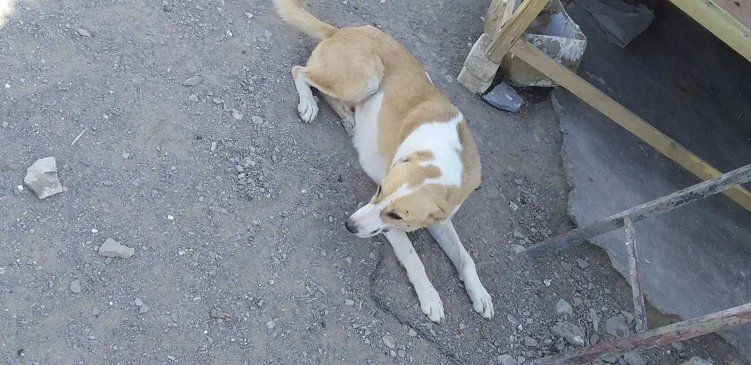 سگ گلگی به فروش میرسه|سگ|شوسف, |دیوار