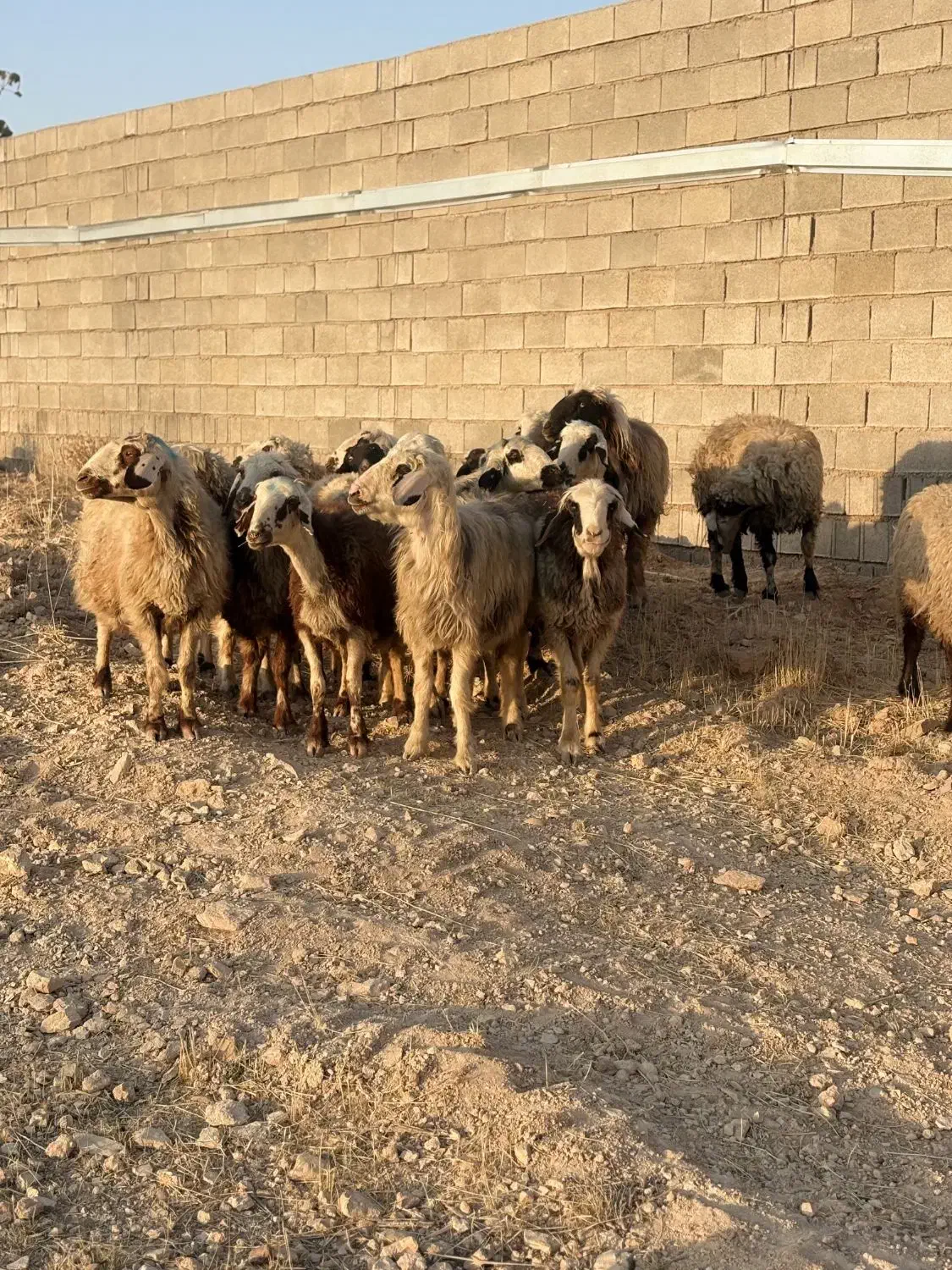 1۸راس میش داشتی|حیوانات مزرعه|شیراز, کرونی(خاتونک)|دیوار