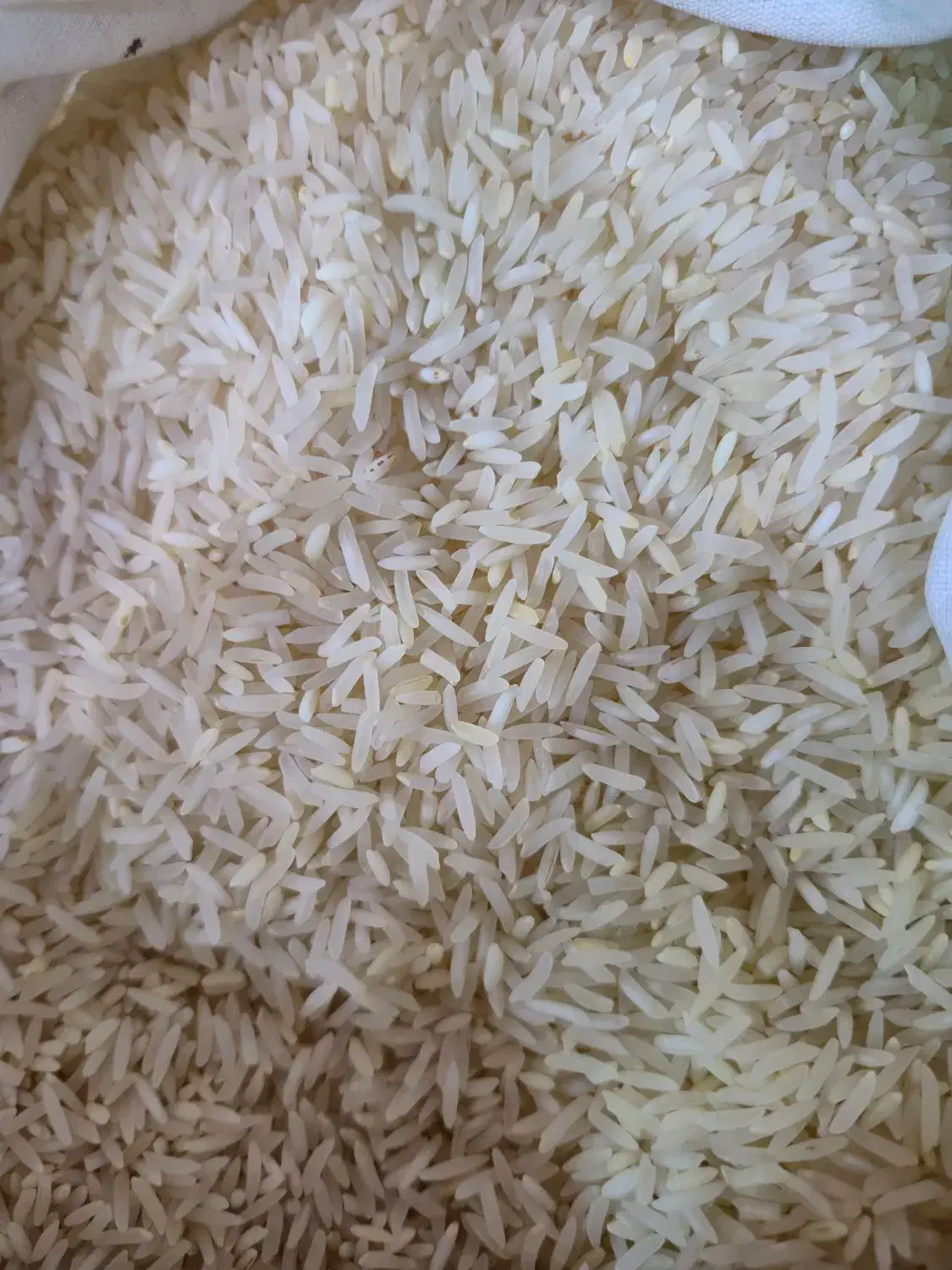 برنج درجه ۱ طارم هاشمی|خوردنی و آشامیدنی|محمدشهر, محمدشهر|دیوار