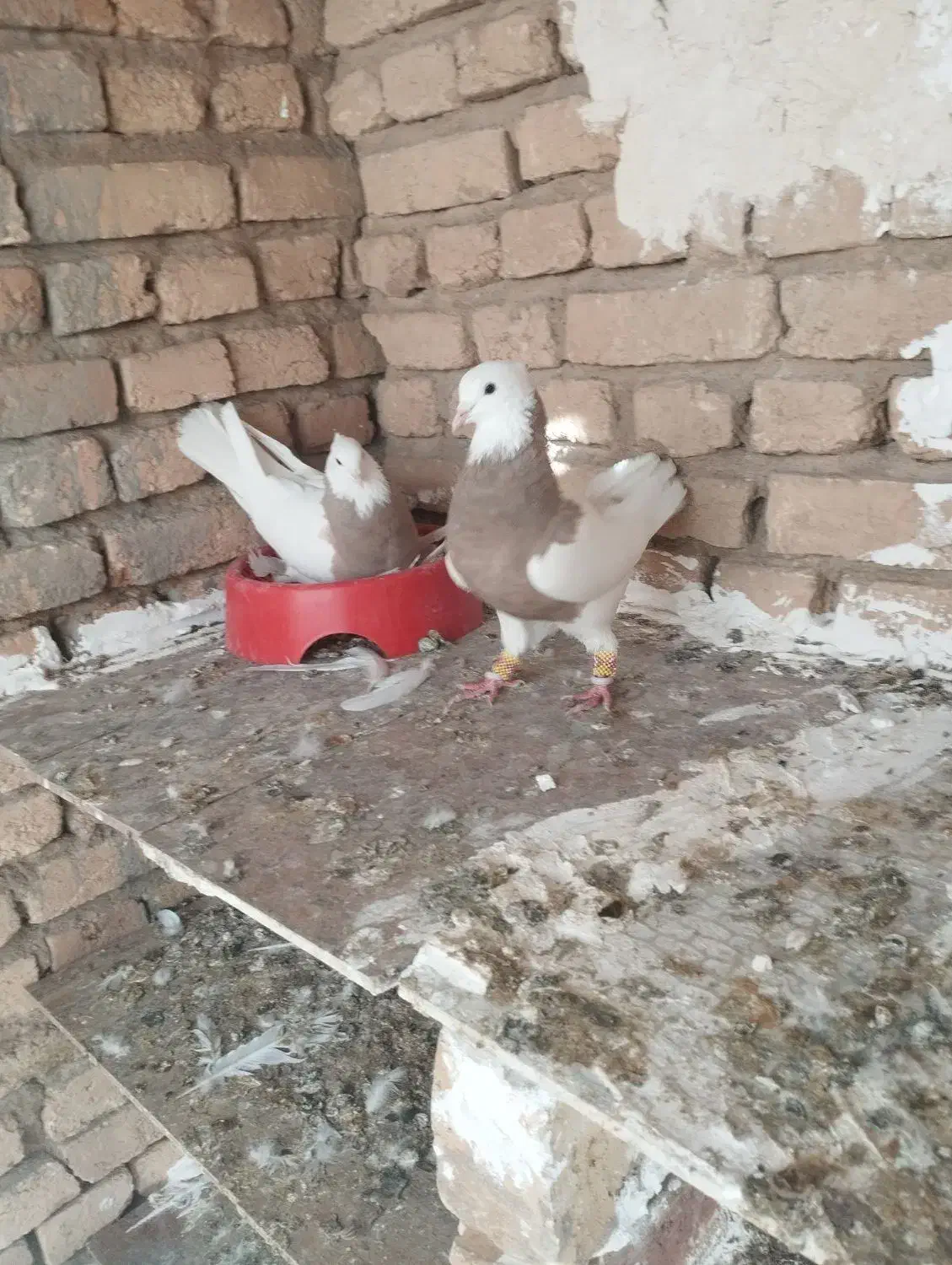 طوقی|پرنده|اصفهان, پارک سلمان فارسی|دیوار