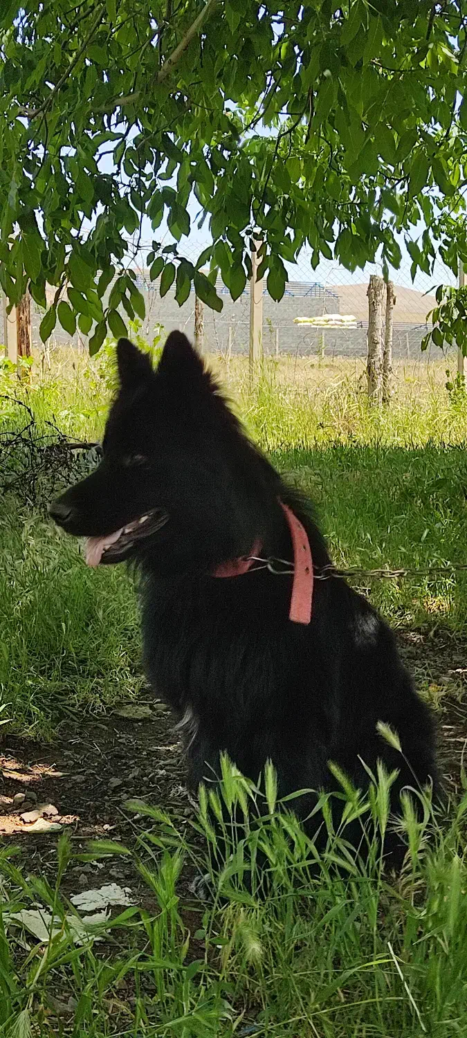 ژرمن بلک نر|سگ|سقز, |دیوار