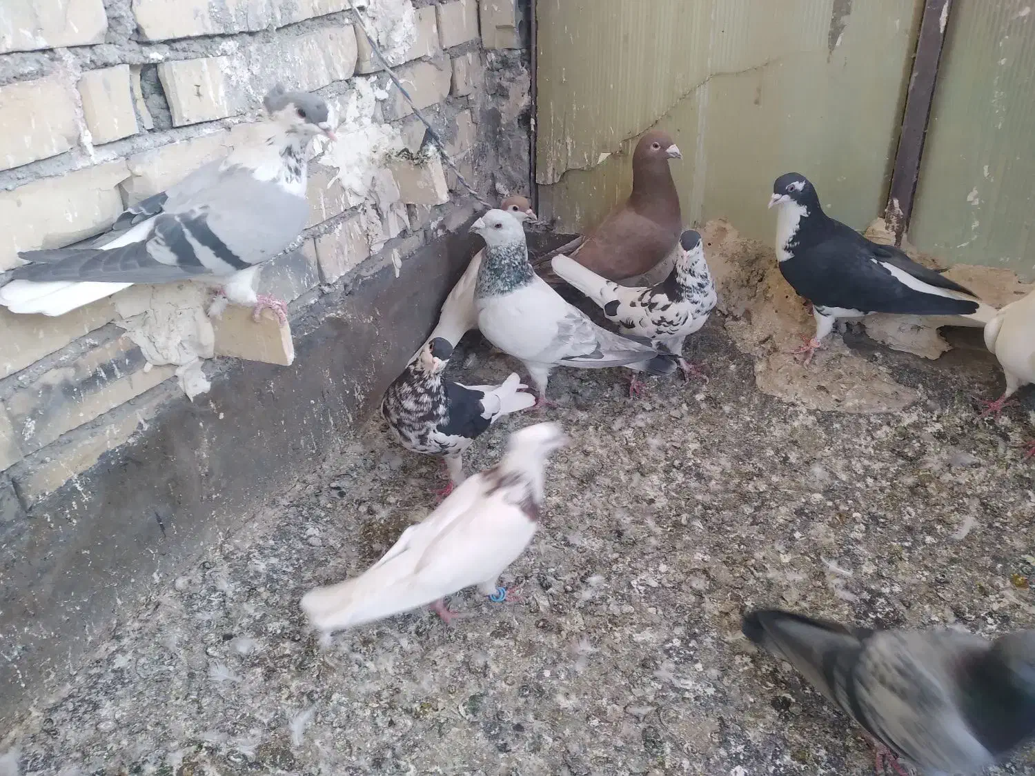 کفتر|پرنده|مشهد, رباط طرق|دیوار