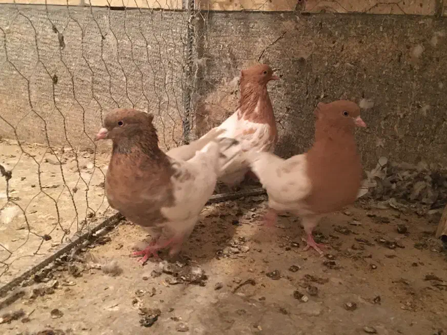 سر زرد -کله زرد|پرنده|کرمان, |دیوار