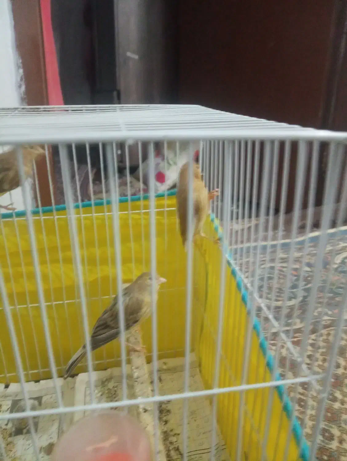 سلام 3تاجوجه قناری4ماه|پرنده|قوچان, |دیوار