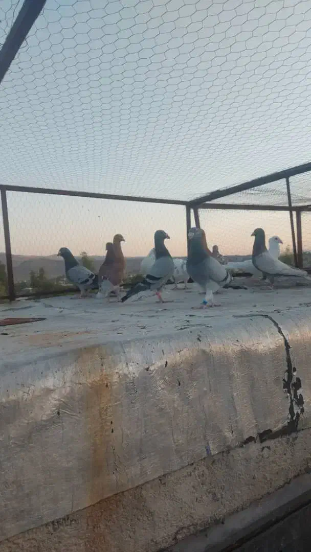 کبوتر شب بازی|پرنده|شیراز, تندگویان|دیوار