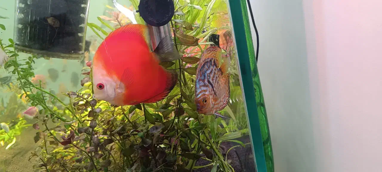 ماهی دیسکس|ماهی|مشهد, ایثار|دیوار