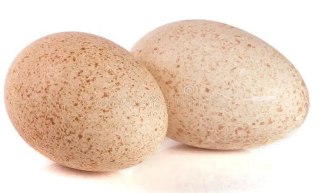 تخم بوقلمون|خوردنی و آشامیدنی|بم, |دیوار