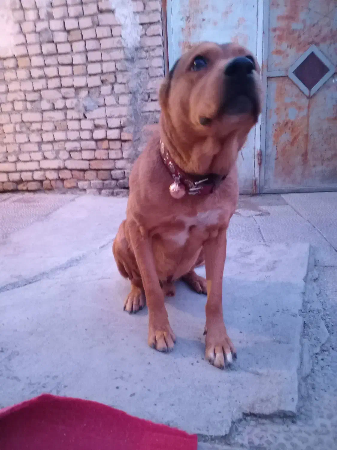 سگ اصیل افغان .|سگ|شهریار, دهشاد پائین|دیوار