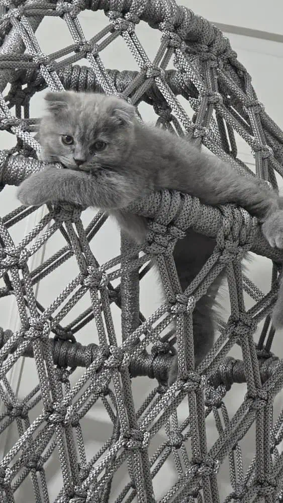 فروش گربه|گربه|کرج, گلشهر|دیوار