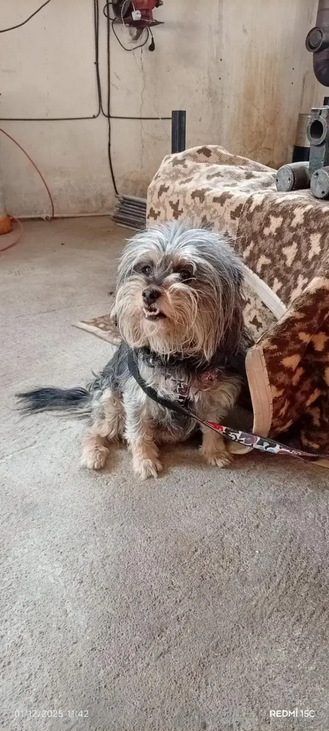 سگ شیتزو خانگی|سگ|تبریز, |دیوار