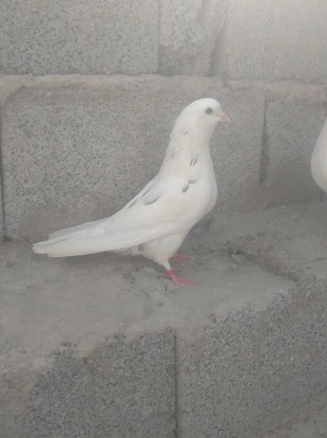 کبوتر پرشی|پرنده|تخت, |دیوار