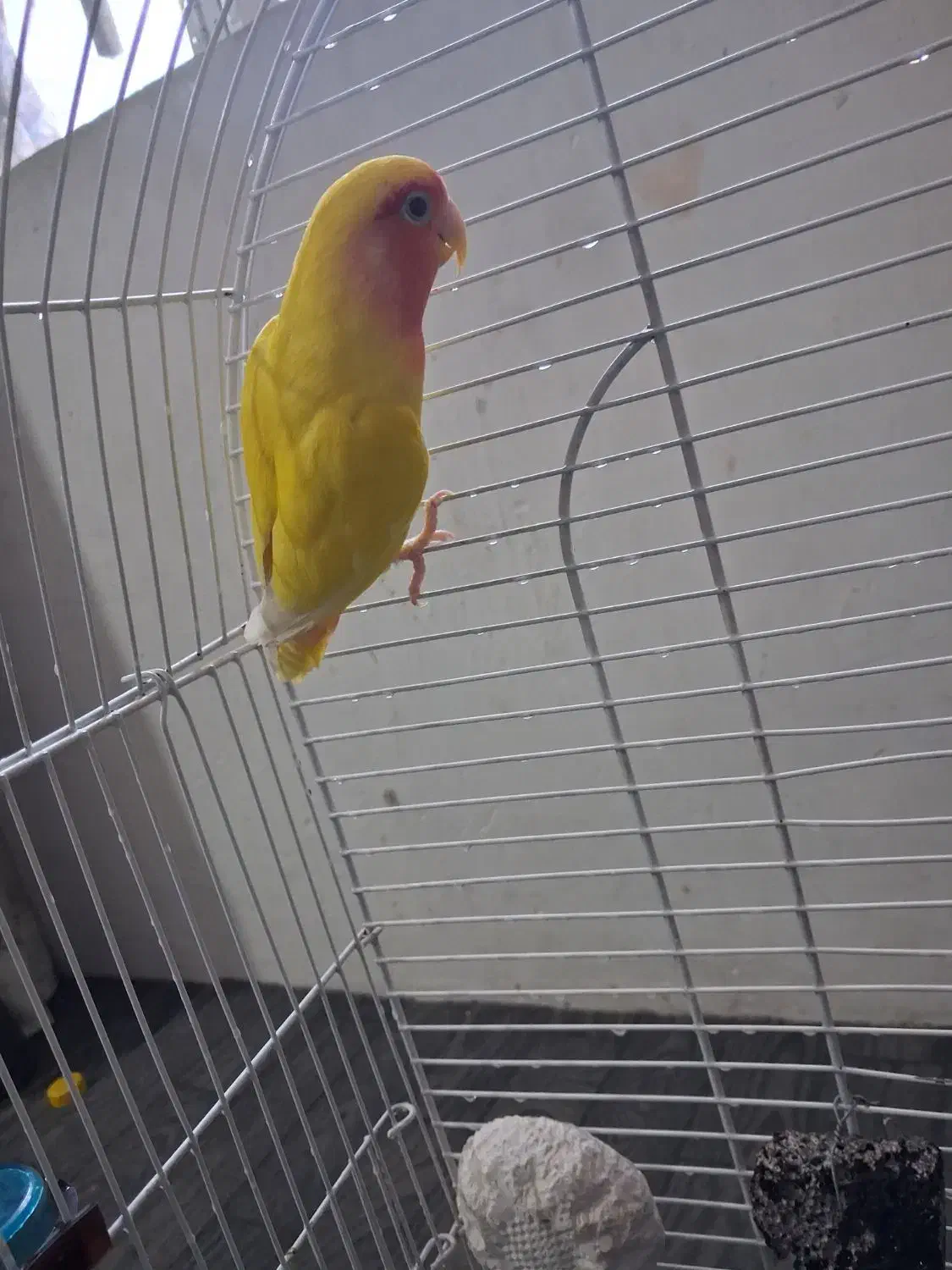 طوطی برزیلی جفت|پرنده|کرج, حصار|دیوار