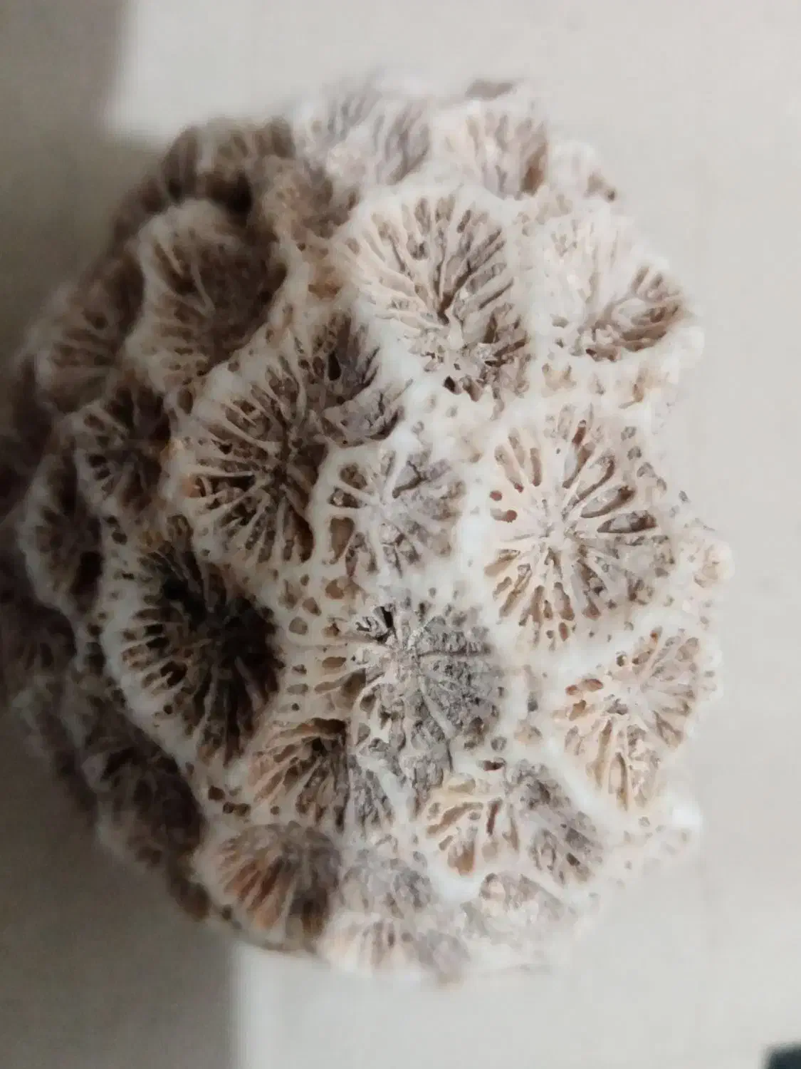 سنگ فسیل|کلکسیون اشیاء عتیقه|زرند, |دیوار