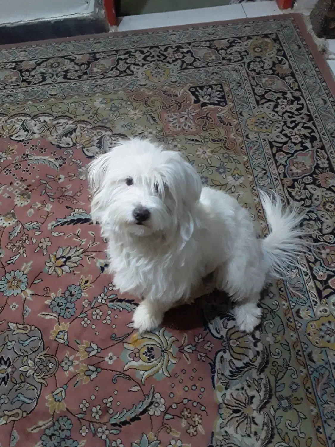 سگ باهوش وهرف گوشکن|سگ|قرچک, داوود آباد|دیوار