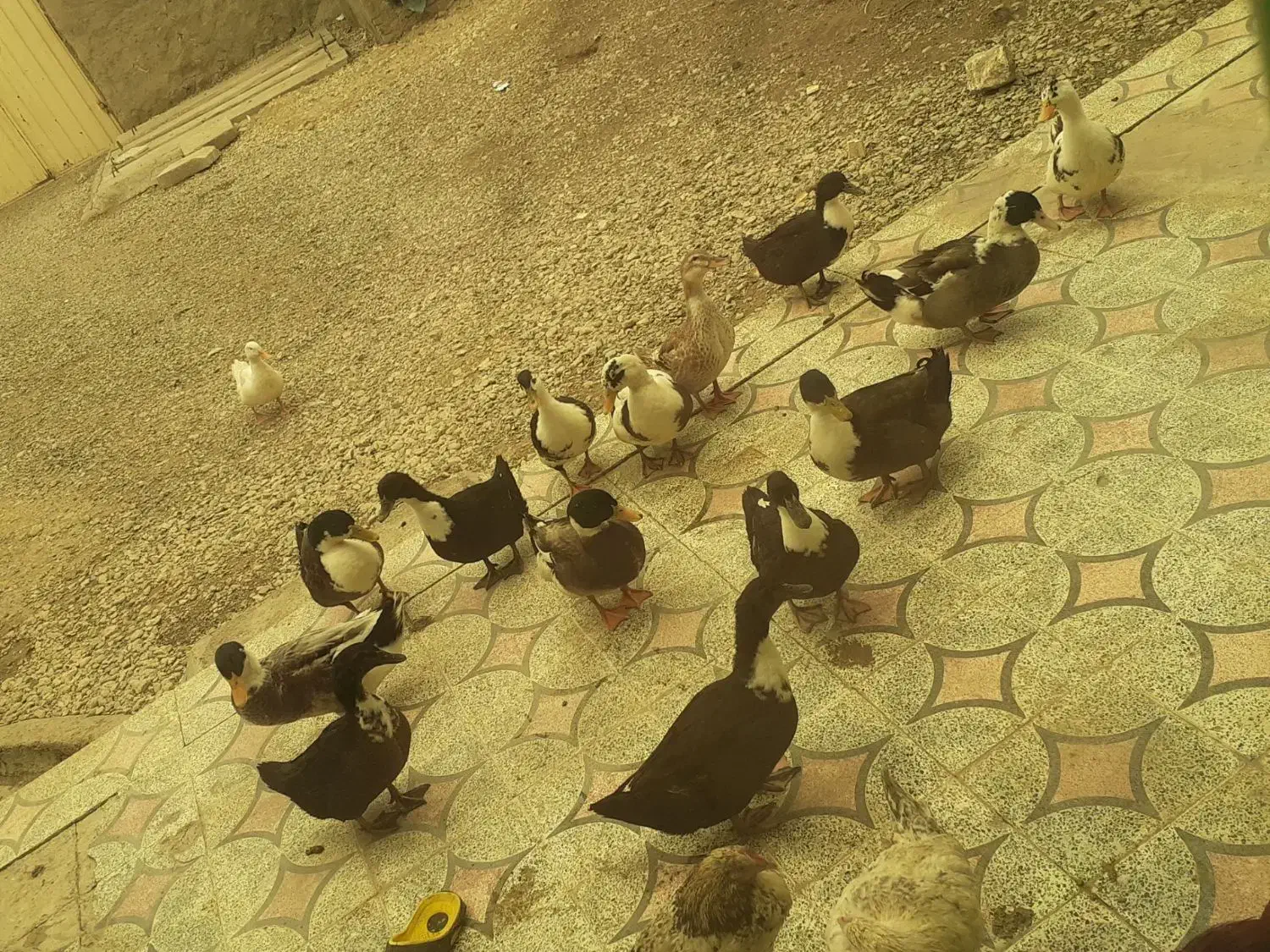 اردک سالم و سرحال|حیوانات مزرعه|بیرانوند, |دیوار