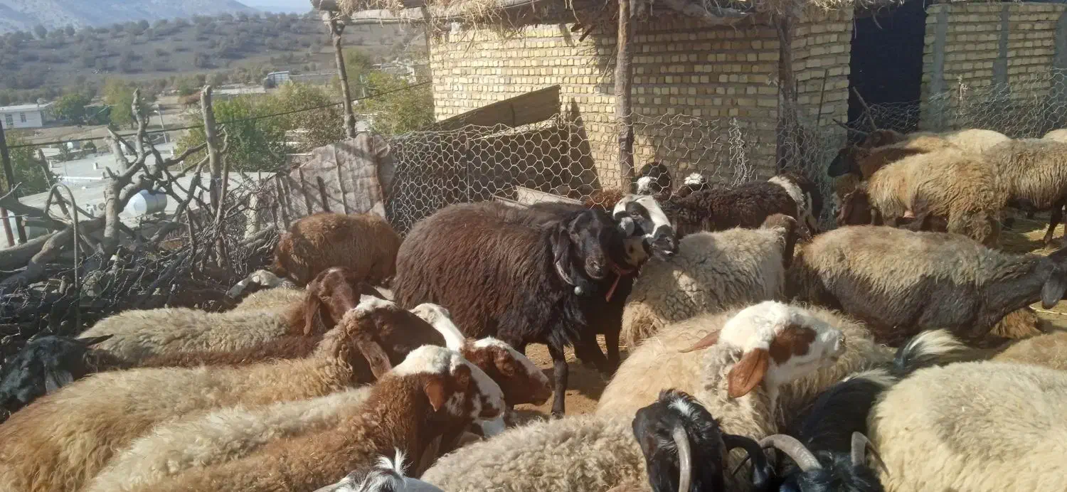 یک عدد قوچ قزل افشار درجه یک یک|حیوانات مزرعه|چگنی, |دیوار