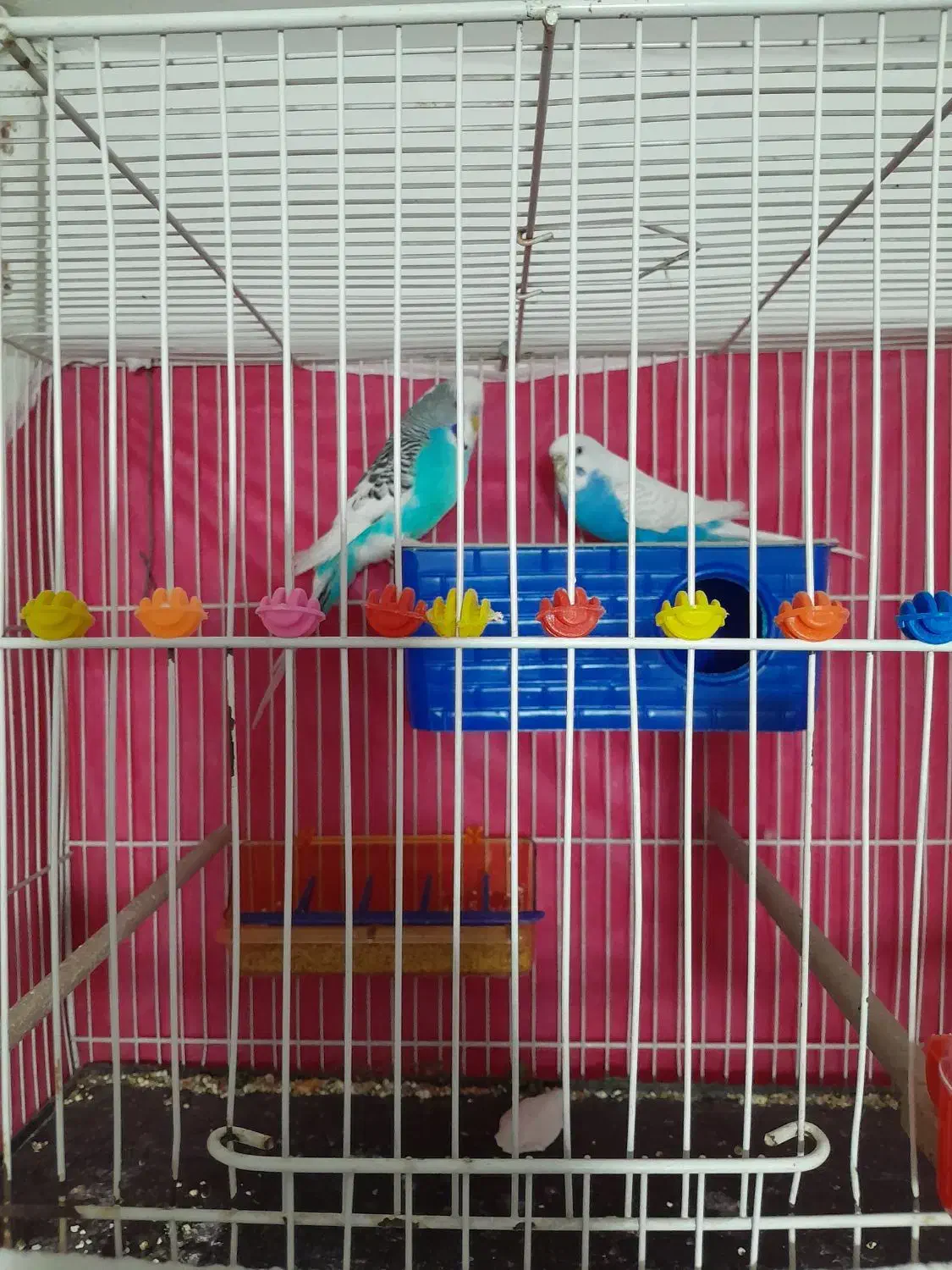 ساعت مچی ویک جفت مرغ عشق انگیلیسی طوطی قناری|ساعت|مشهد, ایثار|دیوار