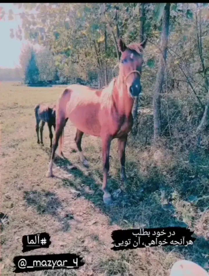 چند راس مادیان و کره|اسب و تجهیزات اسب‌سواری|ایلام, |دیوار