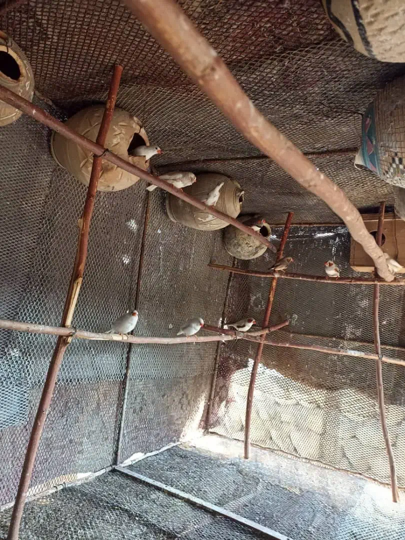 فنچ|پرنده|بندرعباس, |دیوار