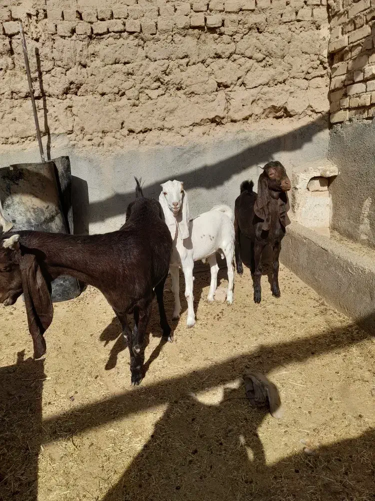 فروشی|حیوانات مزرعه|خلیل آباد, |دیوار